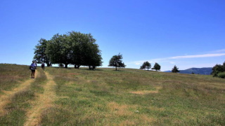 Tesne pod vrcholom Buchwald (Bukovec)