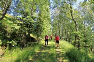Po lesnej ceste fotogenickou brezovou alejou nadol