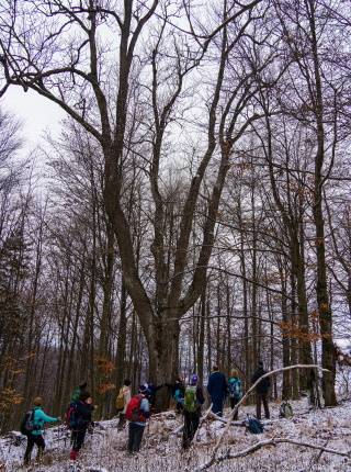 Chystáme sa objať deduška Jaseňa