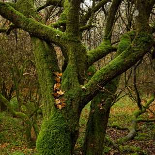 Prales sa nám ukazuje