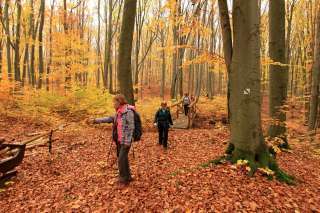 Chodník sa úplne stráca v hrubej vrstve lístia