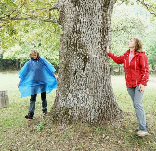 Čo tak dreveno chodíš?