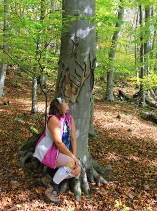 Tu sa kedysi zrazil paroháč počas ruje