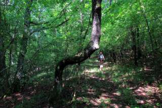 Milana ťahá 4-nohá lokomotíva