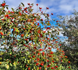 Šípky vyzerajú dobre