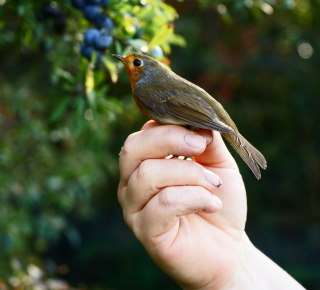 Krúžkovanie vtáčkov v stacionári
