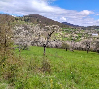 Čerešne nad Brdárkou