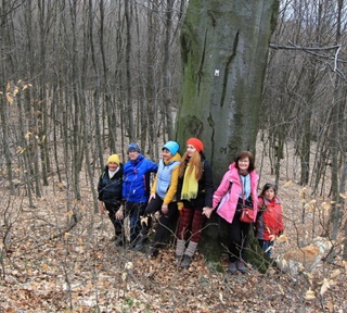 Jedinečný buk nad Družstevnou n.H.