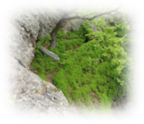 Pietna spomienka na Lajoške