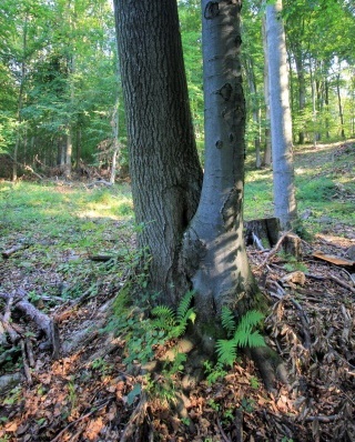 'Jaseňobuk' lesný čerepešský...