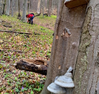 Huby boli, ale nezbierali sme ich