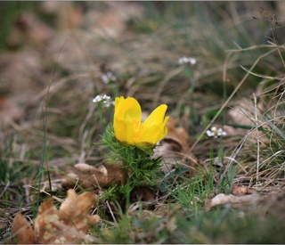 Hlaváčiky na Miglinci