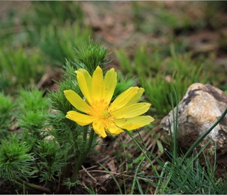 Hlaváčiky na Miglinci