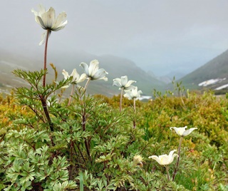 Plesnivce v Monkovej doline