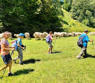 Okolo druhého stáda kráv