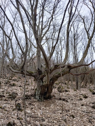 Starý hrab v Slovenskom krase