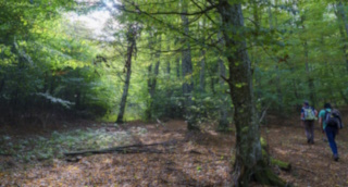 Slnko sa derie Teplickým lesom