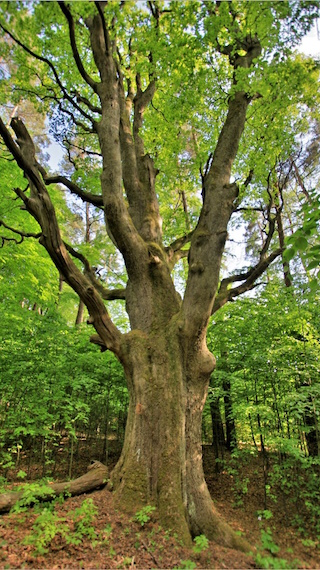 Deduško dub v Čermeli