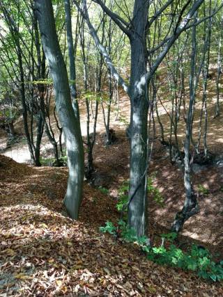 Roklinka vyššie nad studničkou