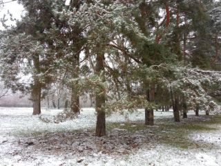 Park z ihličnanov