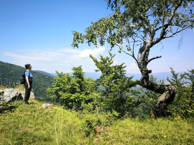 Krásna vyhliadka s pokrútenou brezou