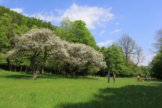 Televíkend 4.6.2022. Kvitnúci jabloňový sad.
